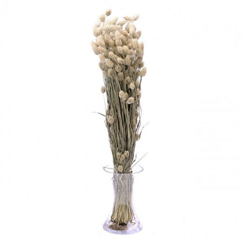 Dried Natural Phalaris Bunch