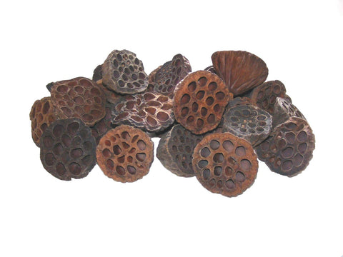 Dried Lotus Heads