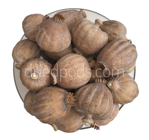 1.5lb of Quality Giant Dried Poppy Pods Poppies, Heads ($170)